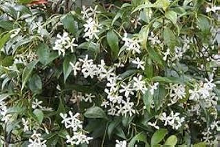 Trachelospermum jasminoides Evergreen Star Jasmine Climbing Plant 1 Litre Pot