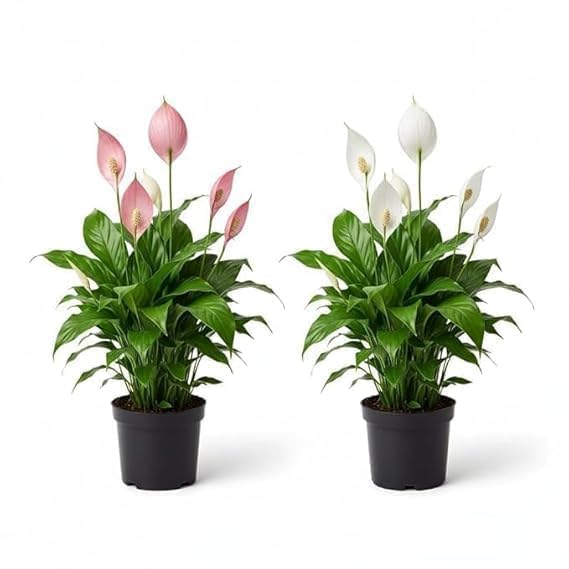 Image of Peace Lily Combo Plant | Live Indoor Flowering Spathiphyllum | Air Purifying Houseplant for Home and Office | Low Maintenance Decorative Plant for Gifting With Pot (PEACE LILY)