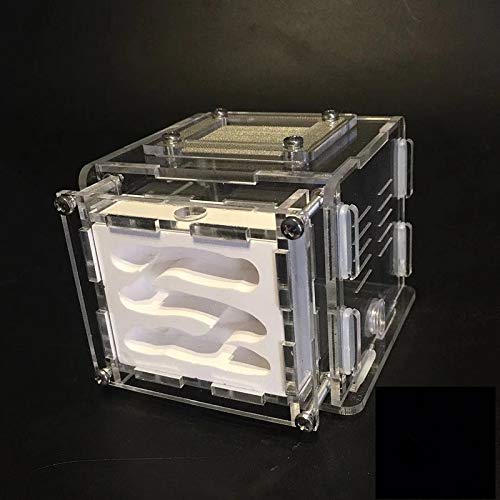 YUAN - Mini nido di formiche in gesso per formiche...