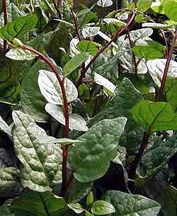 Green LeafClimbing Malabar Spinach 100 Seeds - Ornamental/Edible