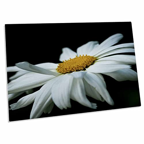 3dRose White Daisy Flower en fondo negro - Desk Pad