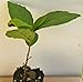 Camellia Sinensis ~ Green Tea ~ Live Plant (1)