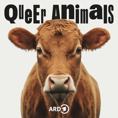 Kuh - Super queer? Titelbild
