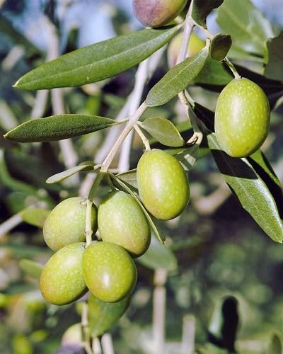80pcs Green Olive Tree Seeds.