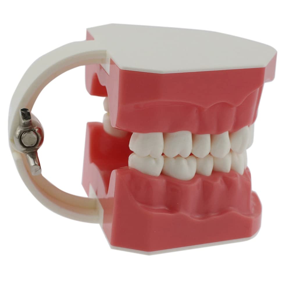 Dentysta, Model Dentystyczny, Model Dentystyczny, Demonstracyjny Model Zęba Do Nauki, 28 Zębów, Model Zębów Do Nauki, Demonstracyjny Model Zębów