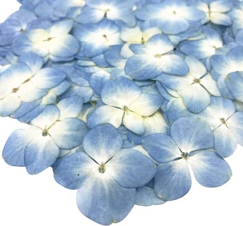 Flores secas preservadas azules, pack 12 piezas miniatura 1