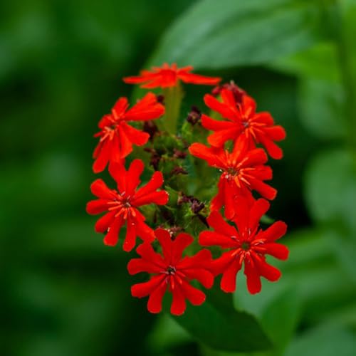 Semillas de clavo de olor, semillas silvestres jardín balcón resistentes decoracion exóticas 400pcs