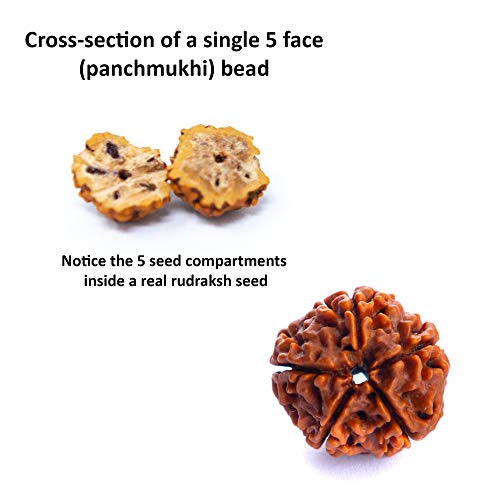 Rudraksha Wonder Care 5-Face 12mm Mala mit 108 + 1 Perlen