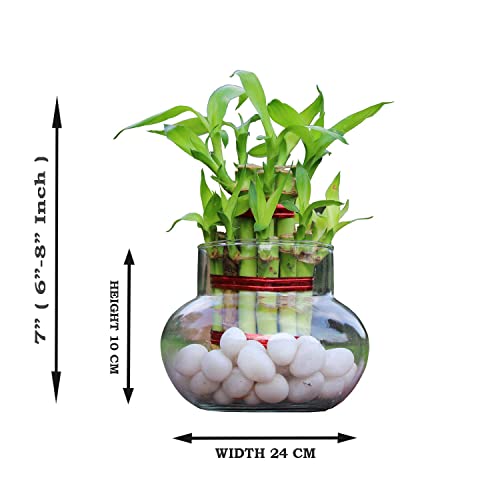 Image of Glass Vase for Bamboo Plant, Money Plant, Flower Vase, Candy Jar (Pack 2)