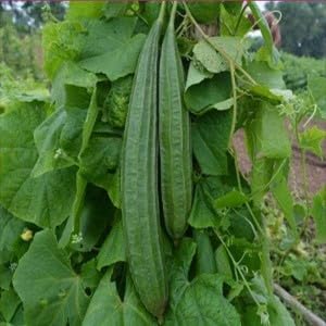 Agrey Ridge Gourd Vegetable Seeds (Green, Pack of 30 Seeds) (B0CZRLZ73N) Amazon Price History, Amazon Price Tracker