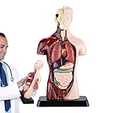 Anatomische Puppe – Modell des menschlichen Oberkörpers aus PVC, Anzeige von skeletischen Organen, modernes Design, elegant, pädagogisch, Wissenschaft, Medizin, Berufsschule, Unterricht, menschliches