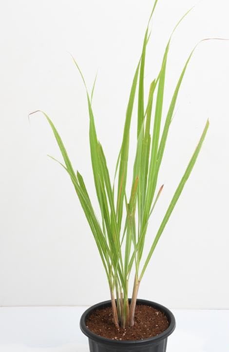 Image of Live Lemongrass Plant with Pot | Fresh Herbal Grass for Home Garden & Kitchen Use | Medicinal Plant for Natural Remedies, Tea & Cooking | Indoor Outdoor Gardening | Pack of 1