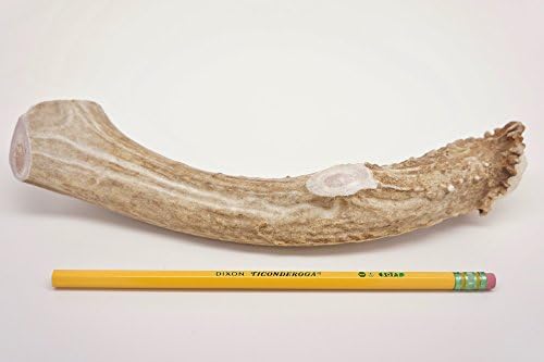 ONE (1) Piece Jumbo/Extra Large Deer Antler Chew Bone for Dogs, 9" - 11" Long, for XL/Large Dogs 50-90 pounds, Made in The USA from Wild Colorado Deer Antlers (Extra Large Jumbo)