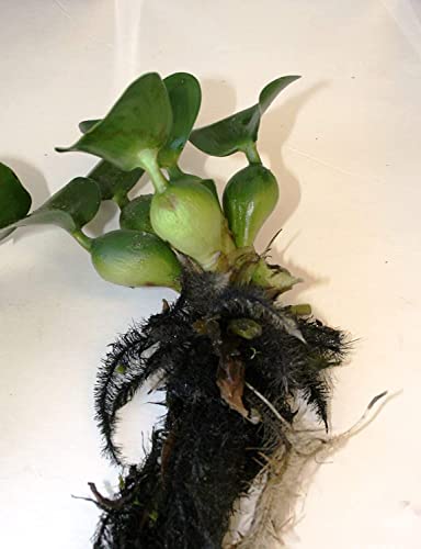 Floating Plants for Water Gardens and Ponds (Water Hyacinth) (Water Hyacinth, 1, Count)
