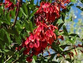 Miniatura 5 de Semillas de árbol de coral de Cockspur, Erythrina Crista-Galli, (25 unidades)
