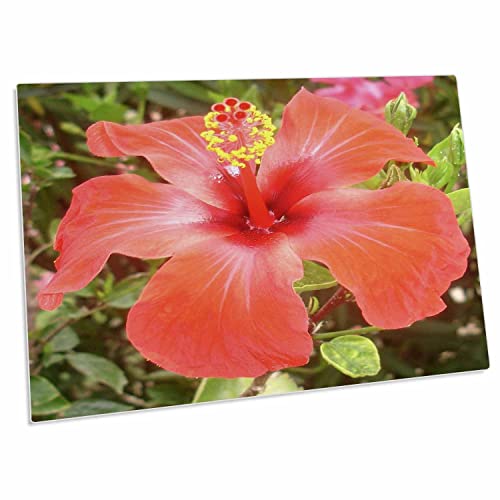 3dRose Taiche - Pad de Escritorio Hibiscus Rojo miniatura 1