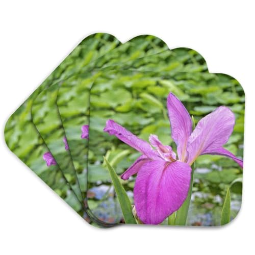 3dRose Iris Flower, Kanapaha Botanical Gardens Set…