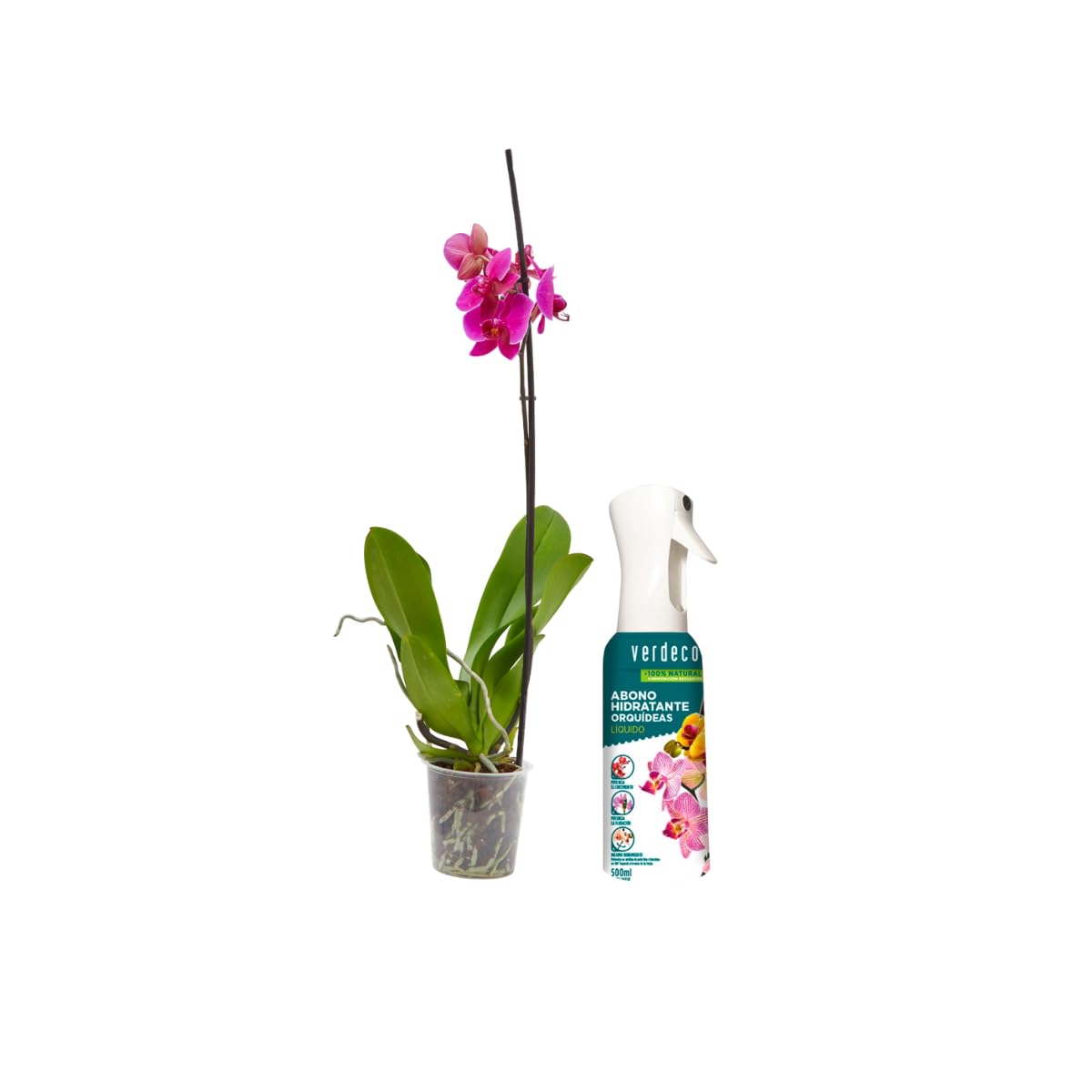 Verdecora Orquídea Phalaenopsis 1 Tallo Maceta Ø12cm + Abono Hidratante | Color Aleatorio, Planta Natural de Interior, Ideal para Decoración