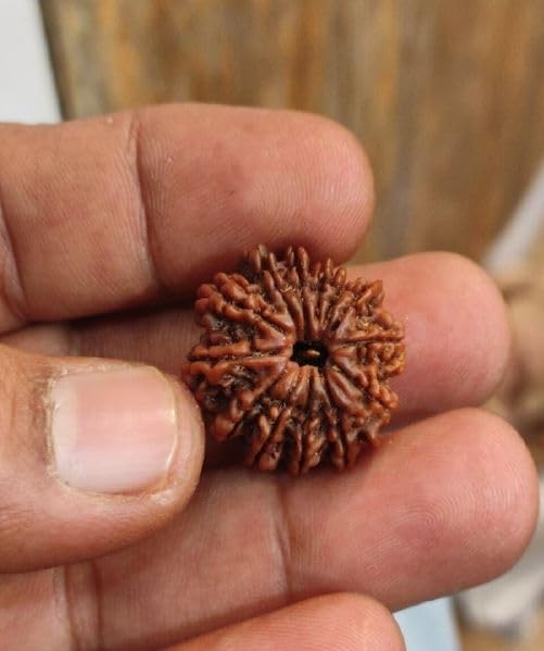 Astro Cart 13 मुखी रुद्राक्ष Certified By Lab 13 Face Rudraksha Original Nepal 25mm Terah Mukhi Rudraksha Real Thirteen Face Rudraksh तेरह मुखी रुद्राक्ष Natural 13 Mukhi Rudrakshaa For Astrological 2
