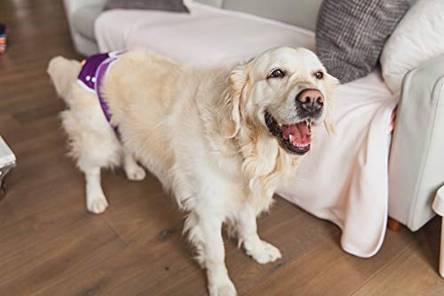 Washable Wonders Female Dog Diaper | Premium Reusable Dog Panties | Absorbent Dog Diapers | Dog Diapers For Female Small Dogs (Xxs Purple) #TOP2