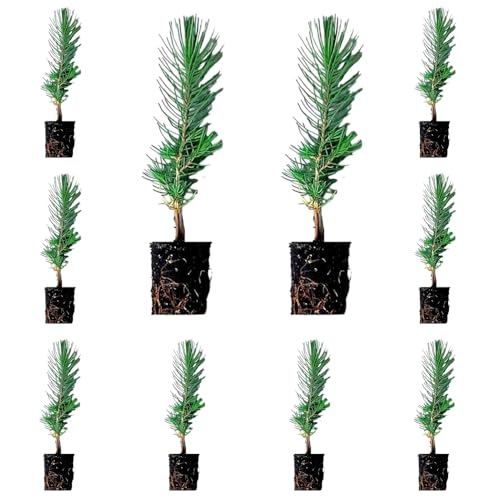 ¡¡¡ 10 Plantas !!! natural Pino piñonero. Pinus Pinea. 20-30 cm. En cepellón listos para plantar. Plantar un pino piñonero ayuda al medio ambiente, provee sombra, belleza y piñones nutritivos.