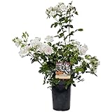 Rosal de Flor Grande Blanco Belleza Natural para tu Espacio al Aire Libre