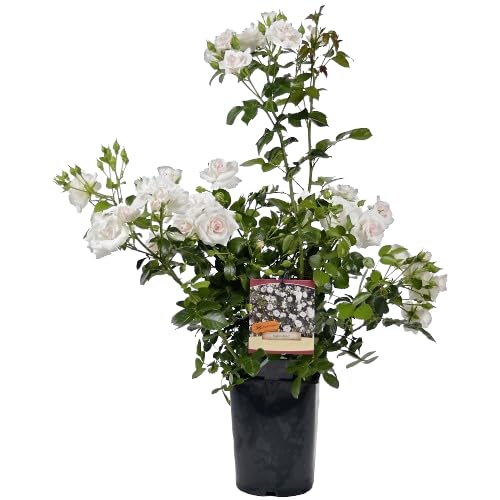 Rosal de Flor Grande Blanco Belleza Natural para tu Espacio al Aire Libre
