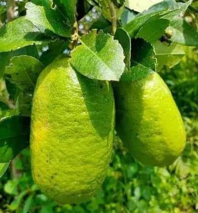 Image of All-Time12 Months Hybrid Grafted Guti Kolom Live Fruit Plant Original & Authentic Organic for Outdoor Fast-Growing Fruit Plant Home Pack Of-1 (Gandharaj Lemon Plant Pack of -2, Medium)