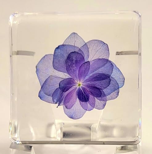 Image of 38mm Real inchNikko Blue inch Hortensia Flower in Crystal Clear Lucite Resin Specimen Sky Blue Hydrangeas Botanist Herb Herbarium Collection for Botany Science Education & Desk Ornament Display Paperweight