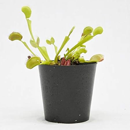 Amazon Co Jp コケのインテリア コケリウム テラリウム 食虫植物 苔盆栽 ハエトリソウ Diy 工具 ガーデン