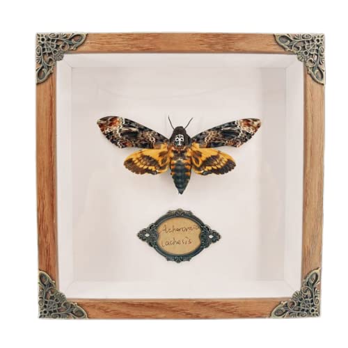 Real Acherontia Death Head Moth Framed,Handmade Wood Shadow Box Insect Specimen for Unique Curiosity Collectors - Tabletop, Wall Art, Home Decor, Living Room, Gallery, and Bedroom (Death's Head Moth)
