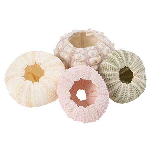 HEMOTON 4Pcs Sea Urchin Shells Air Plant Planter Holder Tillandsia Small Container Plant Bonsai Cactus Pot Decorative Home Decor For Desktop - Image 4