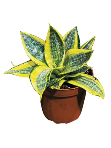 Live Sansevieria Gold Star in 3 inch Pot - Mini Snake Plant - Air Purifier Plant - Easy Care Low Light Houseplant - Low Maintenance Houseplant for Gift