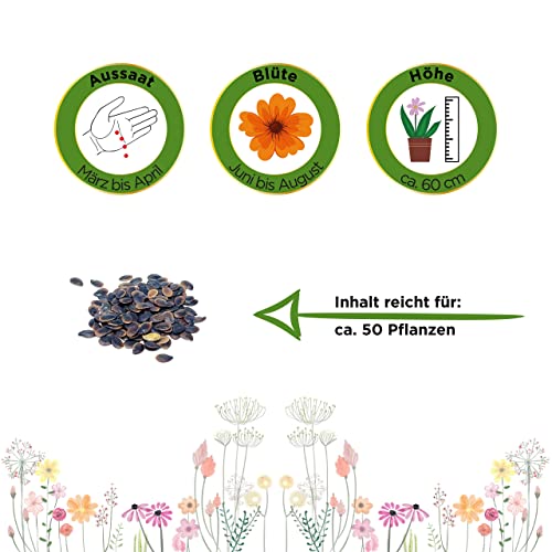 Lein blau Samen - Linum perenne - Leinsamen - Blumensamen - Saatgut für 50 Pflanzen