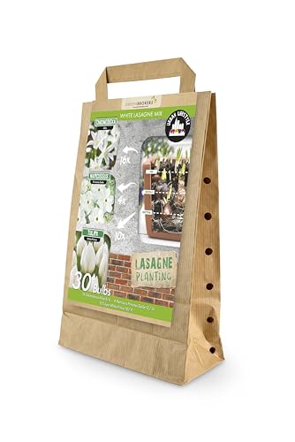 White Lasagne Mix 30 Spring Flower Bulbs Bee Friendly Premium Dutch Bulbs Chionodoxa Alba Narcissus Princess Zaide and Tulipa White Prince Eco-Friendly Packaging