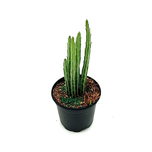 Ragnaroc Live Succulents – Senecio Stapeliiformis In 4” Pot - 1Ct - Live Arrival Guaranteed - Potted Succulents, House Plants For Home Decor & Gift #TOP1