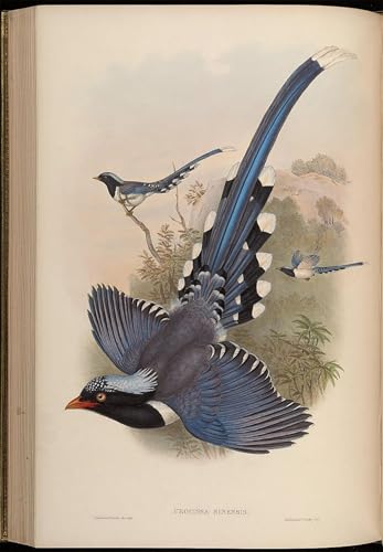 Impression sur toile Urocissa Sinensis art naturaliste John Gould