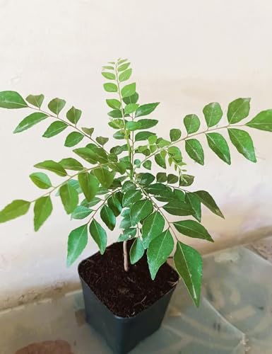 Image of Krishna /Shyama Tulsi Live Plant with Pot | Black Holy Basil Medicinal Ayurvedic Plant | Sacred Pooja Plant for Home Temple Balcony Garden Indoor Outdoor | (KADI PATTA)