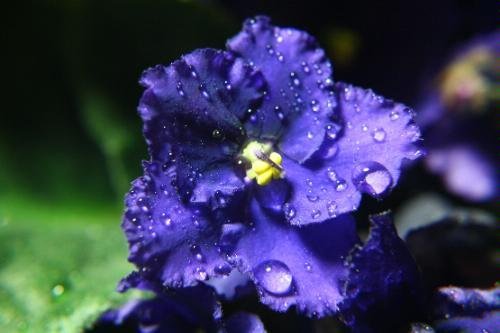 Opteka Close-Up Set (+1, 2, And +4) With 10X Macro Lens For Canon Powershot A570 A590 Is Digital Camera #TOP6