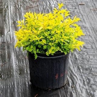 Graines de plantes Duranta 70pcs jaune