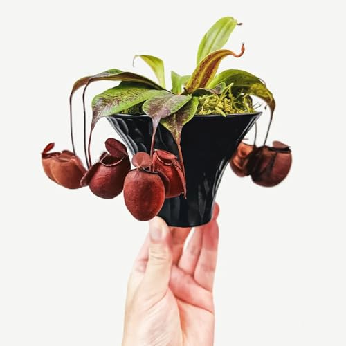 Semillas de plantas de jarra Nepenthes - Semillas de plantas carnívoras, Salón decorativo moderno, plantas decorativas. Jardín interior, decoración del alféizar de la ventana. plantas 200pcs