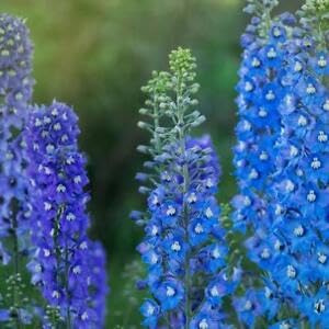 Larkspur Imperial Blue Spire 50 Seeds