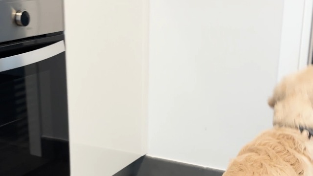 Ciotola Anti Ingozzamento Mobiclinic Per Cani - Base Antiscivolo, Forma A Spirale, 500 Ml - Benessere Digestivo - Foto 9