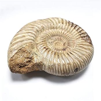 アンモナイト化石（100） 最高品質虹色アンモナイト化石(Ammonite ) マダガスカル 産 ｜石