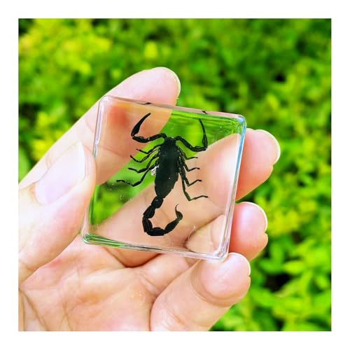 Real Taxidermy Black Scorpion Animal Insect Collection Crystal Clear Lucite Resin Crafts for Biology Science Education Display Supplies-B