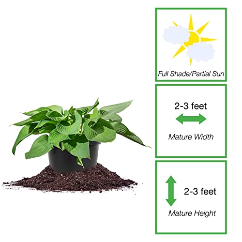 Perfect Plants Halcyon Hosta Shrub 1 Gallon | Live Shrubs For Outdoor Planting | Perennial Foliage Comes Back Every Year | Gorgeous Blue Green Leaves With Spring Flowers #TOP1