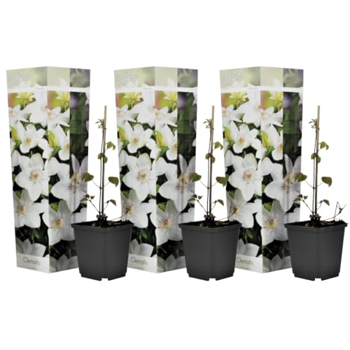 Plant in a Box - Clematis hybrid 'Mme Le Coultre' - 3er Set - Kletterpflanze mit leuchtend weißen Blüten - Pflegeleichte, Winterharte Gartenpflanze - Topf 9cm - Höhe 25-40cm