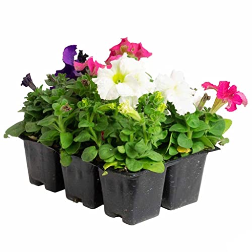 DECOALIVE Petunia 6 Plantas Naturales con Flores de Colores