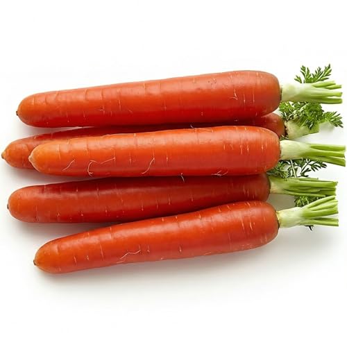 1000 Scarlet Nantes Carrot Seeds for Planting - Sweet Coreless Heirloom Non-GMO USA Grown by RDR Seeds