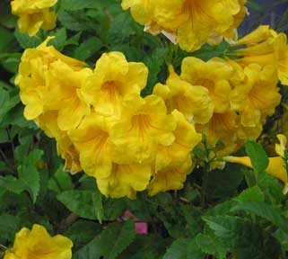 Creative Farmer Trumpet Vine Family Garden Flower Seeds For All Season Flowering Plant Seeds Garden Pack (B075PVYDB1) Amazon Price History, Amazon Price Tracker